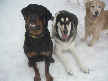 Kaiser, Riley and Lily