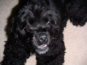 Pretty puppy