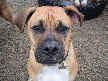 Bailey