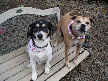 Bandit and Moxie