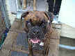 Bastien