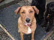 Baxter