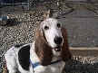Bessie Fred