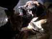 Blitzie and Blue