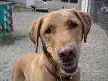 Gretchen