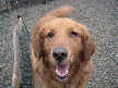 Harvey