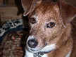 Hector