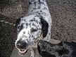 Jake & Oakley