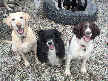 Jasper, Dakota, Ally