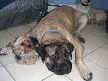 Jesse and Blue