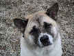Lucy