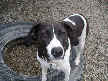 Molly