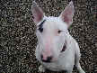 Murphy
