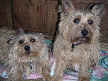 Myrtle and Rags