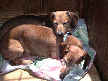 Oscar and Meyer