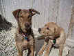 Ruby Tuesday and Hogan