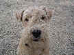 Teddy