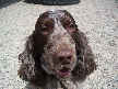 Toby