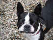 Toby