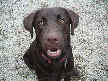 Zoey